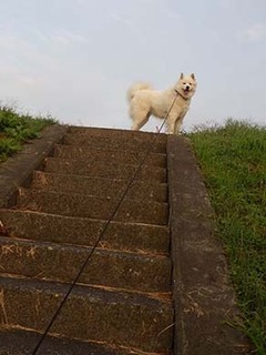 dote_i1810161.jpg