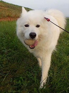 dote_i18101610.jpg