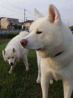 dote_i18101611.jpg