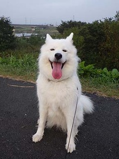 dote_i1810162.jpg