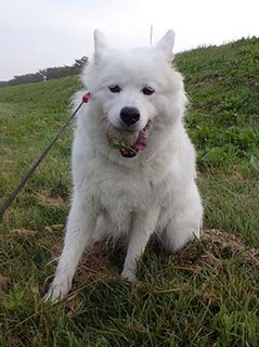 dote_i1810166.jpg