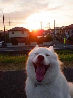 dote_i1810182.jpg