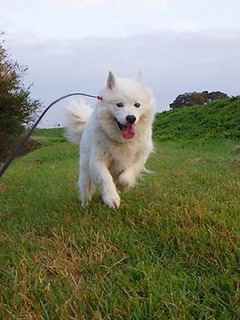 dote_i1810184.jpg