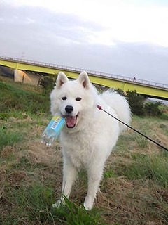 dote_i1810185.jpg