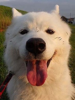 dote_i1810187.jpg