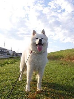 dote_i18102010.jpg