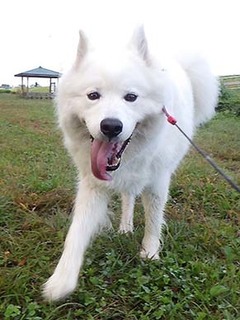 dote_i18102013.jpg