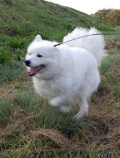 dote_i1810206.jpg