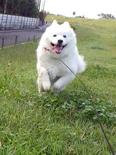dote_i1810208.jpg