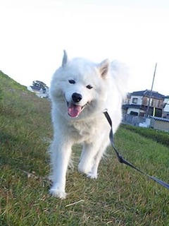 dote_i1811011.jpg