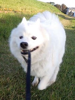 dote_i18110110.jpg