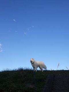 dote_i1811012.jpg