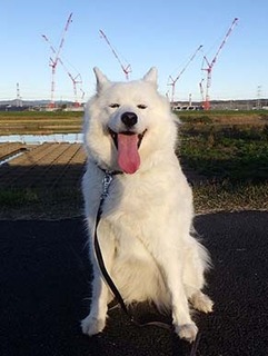 dote_i1811013.jpg