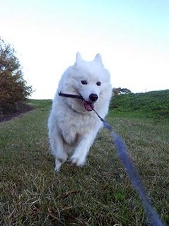 dote_i1811014.jpg
