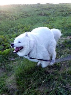 dote_i1811015.jpg