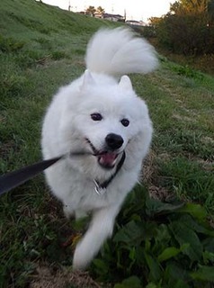 dote_i1811023.jpg