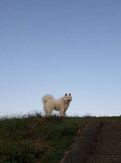 dote_i1811031.jpg