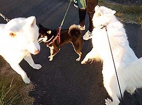 dote_i1811033.jpg
