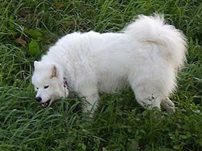 dote_i1811034.jpg