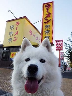 dote_i1811038.jpg