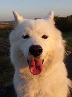 dote_i1811039.jpg