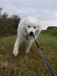 dote_i1811044.jpg