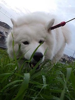 dote_i1811051.jpg