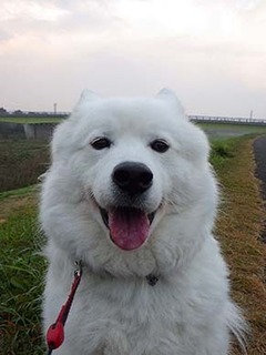 dote_i1811053.jpg