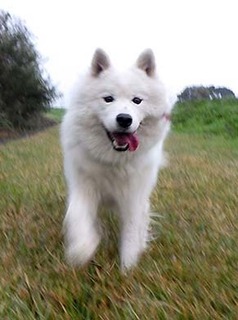 dote_i1811063.jpg