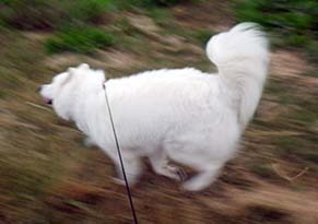 dote_i1811067.jpg