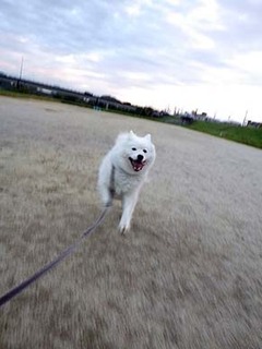dote_i1811072.jpg