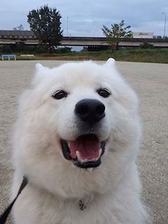 dote_i1811073.jpg