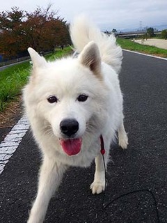 dote_i1811081.jpg
