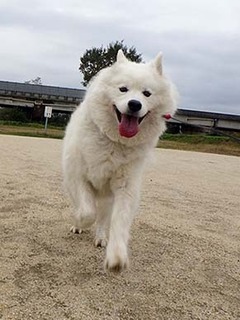 dote_i1811084.jpg