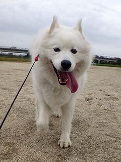dote_i1811086.jpg