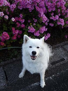 dote_i1811101.jpg