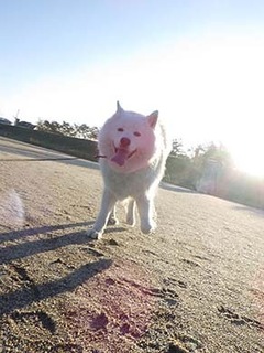 dote_i18111010.jpg