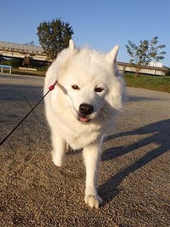 dote_i1811108.jpg