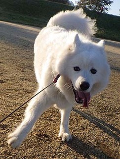 dote_i1811109.jpg