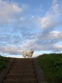 dote_i1811111.jpg