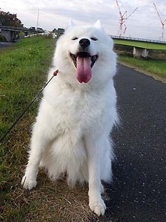 dote_i18111110.jpg