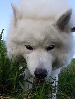 dote_i18111111.jpg