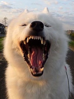 dote_i1811113.jpg