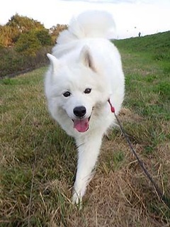 dote_i1811114.jpg