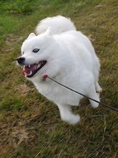 dote_i1811117.jpg