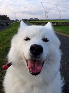 dote_i1811118.jpg