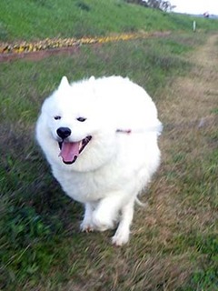 dote_i1811119.jpg