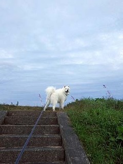 dote_i1811121.jpg