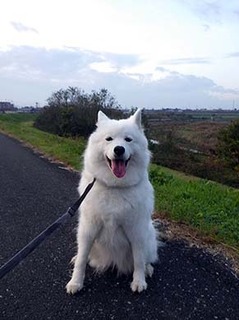 dote_i1811122.jpg