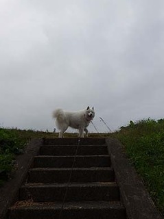 dote_i1811131.jpg